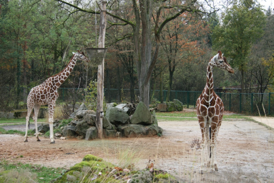 Tiergarten 1 Tiergarten 1