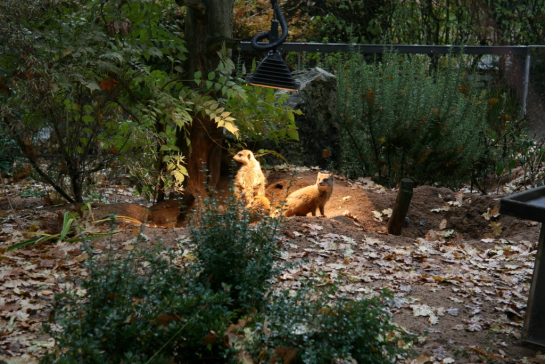 Tiergarten 5 Tiergarten 5