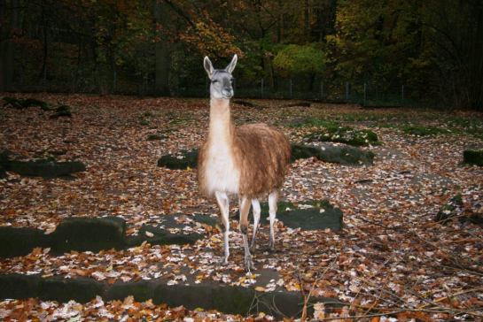 Tiergarten 9 Tiergarten 9
