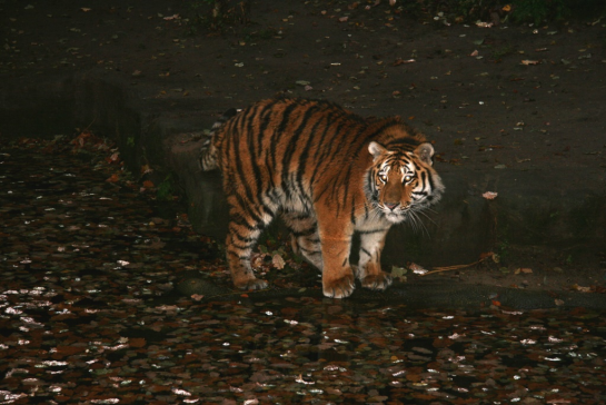 Tiergarten 10 Tiergarten 10